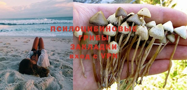 шишки Корсаков